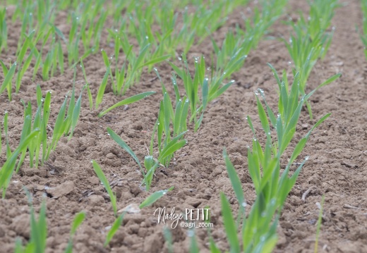#1710264487 - crédit Nadège PETIT @agri zoom