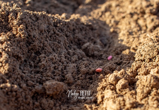 #1910260182 - crédit Nadège PETIT @agri zoom