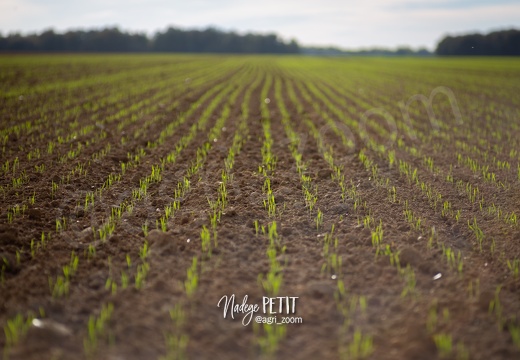 #1910260348 - crédit Nadège PETIT @agri zoom