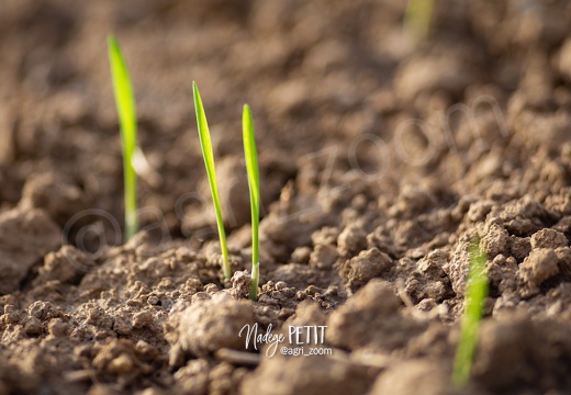 #1910260353 - crédit Nadège PETIT @agri zoom