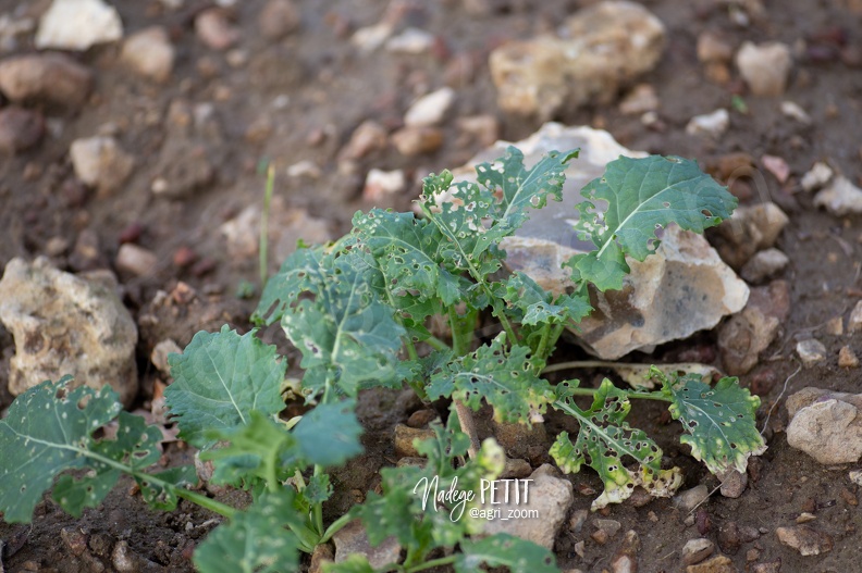 #1911040467 - crédit Nadège PETIT @agri zoom - #1911040467 - crédit Nadège PETIT @agri_zoom.jpg #1911040467 - crédit Nadège PETIT @agri_zoom.jpg