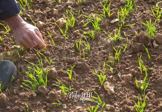 #1911040474 - crédit Nadège PETIT @agri zoom