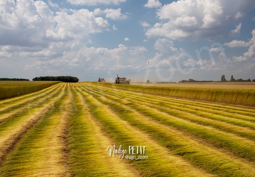 #1807158500 - crédit Nadège PETIT @agri zoom