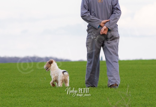 #1903197555 - crédit Nadège PETIT @agri zoom