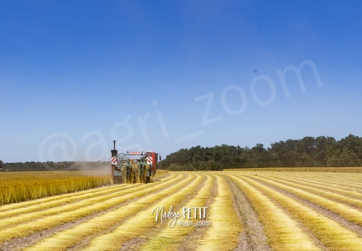 #2005316237 - crédit Nadège PETIT @agri zoom