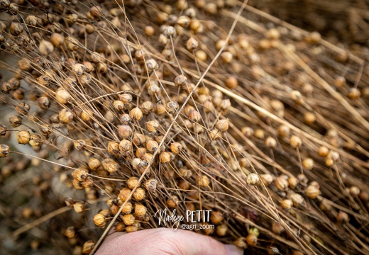 #2107081250 - crédit Nadège PETIT @agri zoom