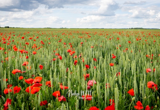 Gentils coquelicots ...