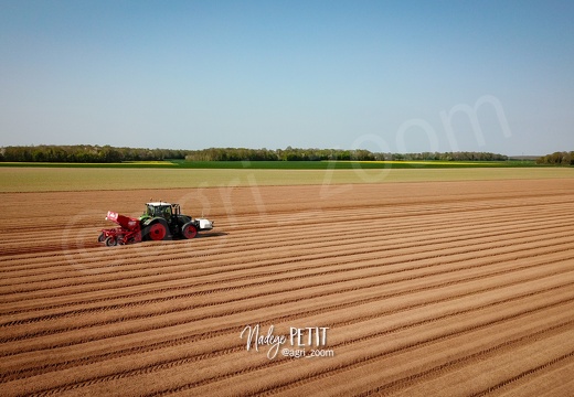 Plantation des pommes de terre