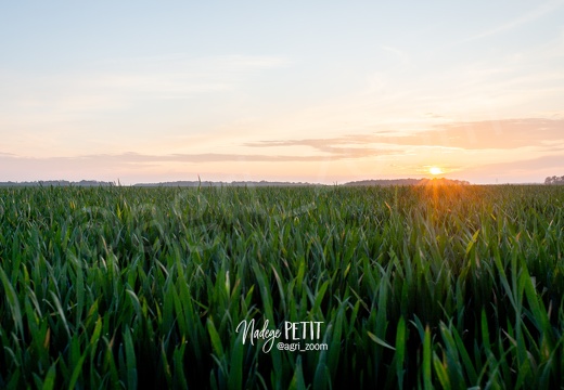 Coucher de soleil sur la plaine