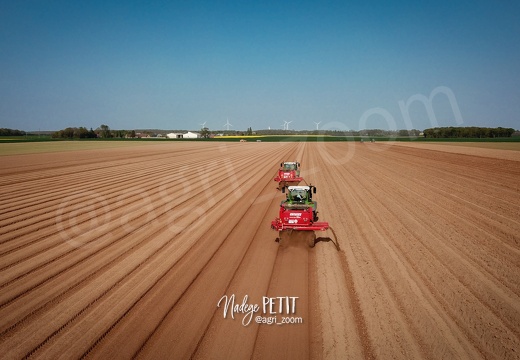 Travail coordonné, tamisage avant la plantation.