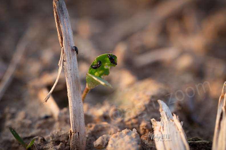 Ces insectes peuvent dévorer tous les pieds dans une parcelle de lin en train de lever. Ils préfèrent les lins déjà affaiblis par le gel ou un temps sec. #2104209559 - crédit Nadège PETIT @agri_zoom.jpg