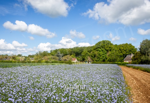 Floraison du lin d'hiver