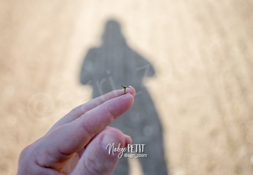 #2104199512 - crédit Nadège PETIT @agri zoom