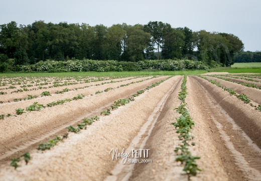 #1806037458 - crédit Nadège PETIT @agri zoom