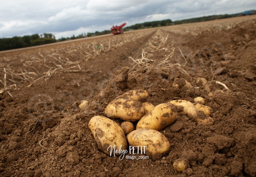 #1909059385 - crédit Nadège PETIT @agri zoom