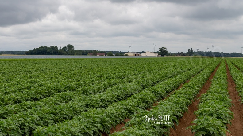 #2006046462 - crédit Nadège PETIT @agri_zoom.jpg