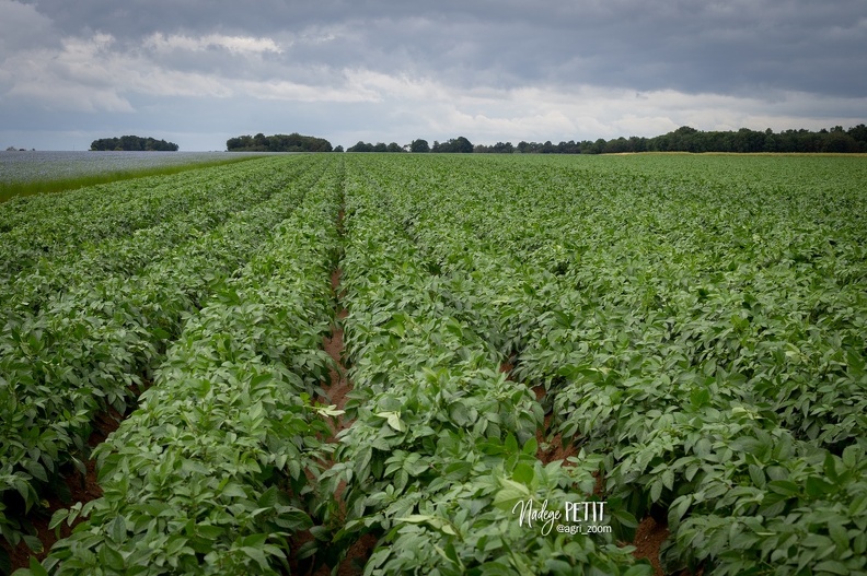 #2006056484 - crédit Nadège PETIT @agri zoom - #2006056484 - crédit Nadège PETIT @agri_zoom.jpg #2006056484 - crédit Nadège PETIT @agri_zoom.jpg