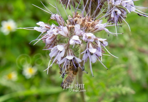 Biodiversité et Agroécologie