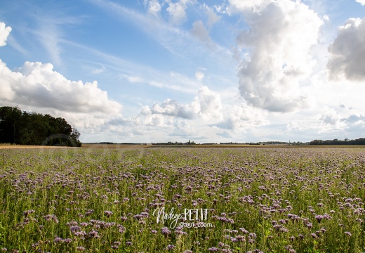 #2107031042 - crédit Nadège PETIT @agri zoom