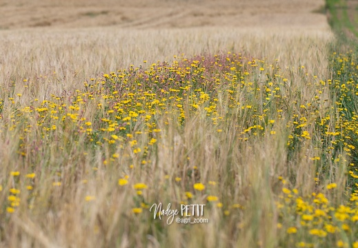 #2108111636 - crédit Nadège PETIT @agri zoom