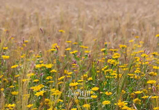 #2108111661 - crédit Nadège PETIT @agri zoom