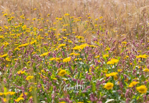 #2108111720 - crédit Nadège PETIT @agri zoom