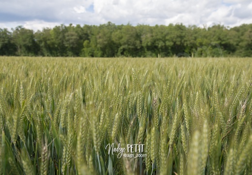 #1606150274 - crédit Nadège PETIT @agri zoom