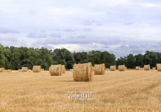 #1607281257 - crédit Nadège PETIT @agri zoom