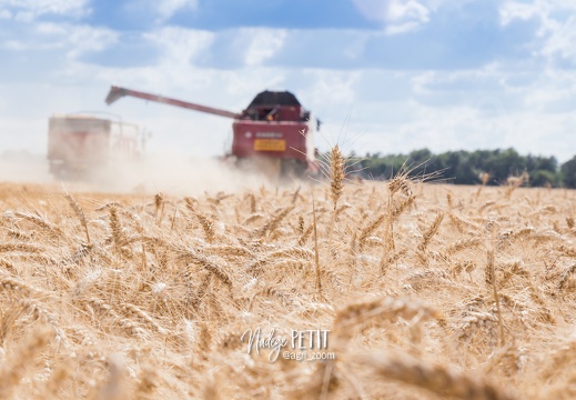 #1607311418 - crédit Nadège PETIT @agri zoom