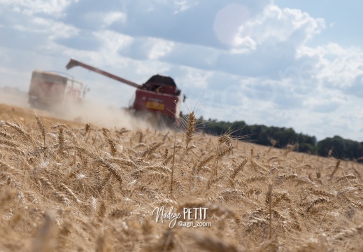 #1607311418 - crédit Nadège PETIT @agri zoom-2