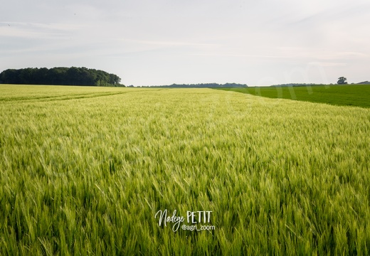 #2005075483 - crédit Nadège PETIT @agri zoom