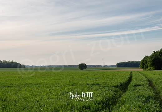 #2005075494 - crédit Nadège PETIT @agri zoom