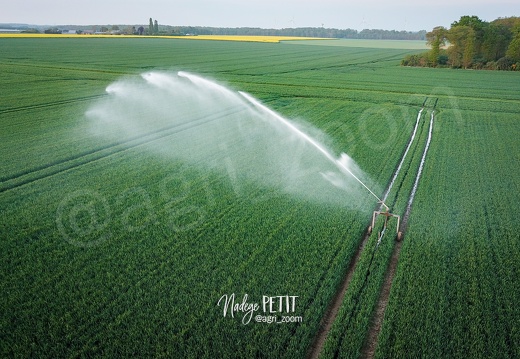 Irrigation de céréales au printemps
