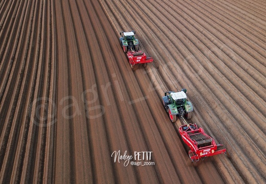 Tamisage et plantation de pommes de terre au printemps