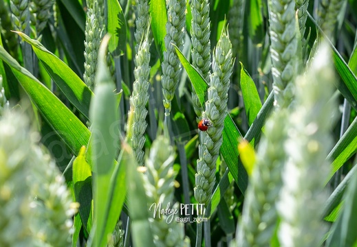 #1906060152 - crédit Nadège PETIT @agri zoom