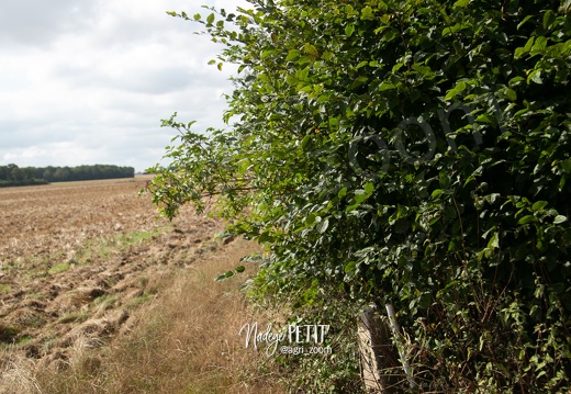 #2109162449 - crédit Nadège PETIT @agri zoom