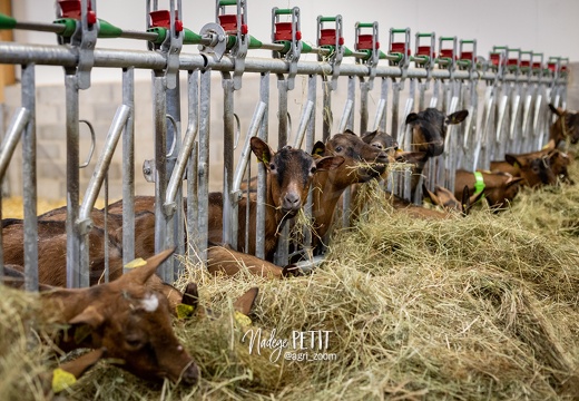 #2001251791 - crédit Nadège PETIT @agri zoom