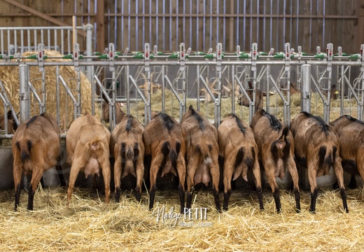 #2001251794 - crédit Nadège PETIT @agri zoom