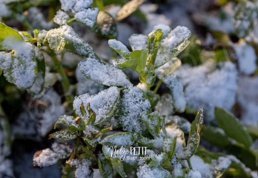 #1901236672 - crédit Nadège PETIT @agri zoom