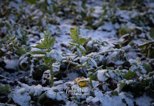 #1901236673 - crédit Nadège PETIT @agri zoom