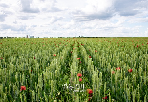 Agriculture Bio