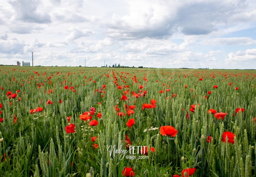 #1906060177 - crédit Nadège PETIT @agri zoom