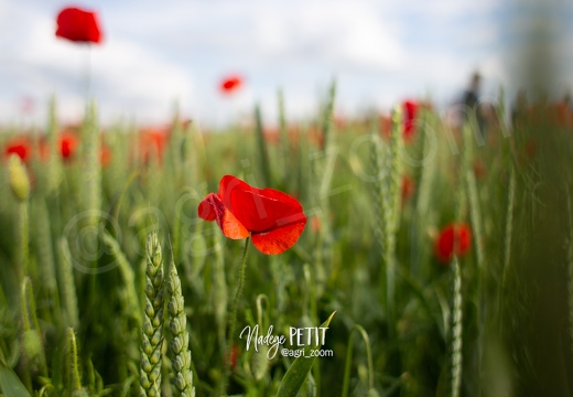 #1906060222 - crédit Nadège PETIT @agri zoom