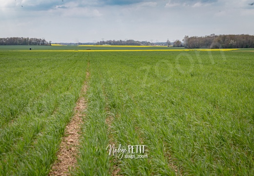 #2104299710 - crédit Nadège PETIT @agri zoom