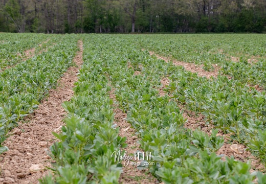 #2104299714 - crédit Nadège PETIT @agri zoom