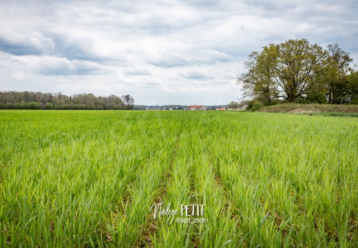 #2104299781 - crédit Nadège PETIT @agri zoom