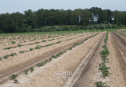 #1806037455 - crédit Nadège PETIT @agri zoom