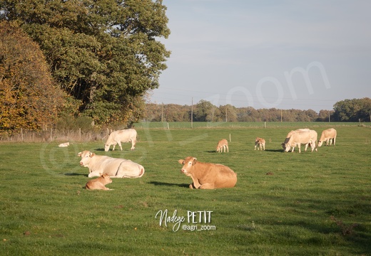 #1710254349 - crédit Nadège PETIT @agri zoom