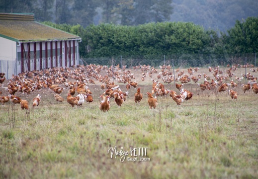 #2110193221 - crédit Nadège PETIT @agri zoom