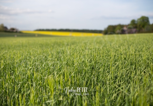 #1805036318 - crédit Nadège PETIT @agri zoom